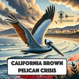 What is Pelican Crisis and why are California Brown Pelicans in danger