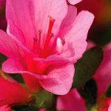 The Global Equinox: New Beginnings with the Angels