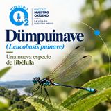 NUESTRO OXÍGENO Dümpuinave la libélula que nos enseña que cuidar, no tiene fronteras