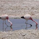 Episode 24 | Flamingos: Resisting in the driest desert on the planet