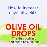 28 How to increase oil yield?