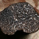 BELLAVITA ToscoBosco - Il tartufo toscano, la sua storia e come si cerca un Tartufo....