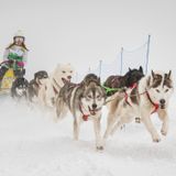 Lisa e la sua famiglia husky in spedizione norvegese. Parte la 200 km tra ghiaccio e neve