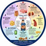 EP-300|Stress to Belly Fat: The Hidden Cycle — স্ট্রেস থেকে পেটের চর্বি: লুকানো চক্র”|wellness podcast
