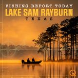Crisp November Bite at Big Sam Rayburn - Late Fall Patterns, Offshore Timber, and Shad-Imitating Baits