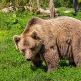 Ecología para todos: El oso pardo cantábrico
