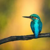 Episode 1659 - Jarvis Kingston Iran War Hormuz Sweet 16 PS5 Pro PlayStation Prices Kash Patel Emails Druski Erika Kirk Ghana Austria Verzuz