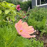 Episode 287 - Solving Garden Pest Issues
