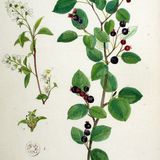 Show 217: Fiddlehead Ferns and Service Berry
