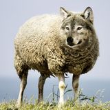 Prohibido prohibir: la protección del lobo #74