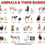 Lesson 72 - Kombo ya bana yaba niama na Lingala (the names of the baby animals in Lingala)