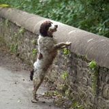 Il PONTE MALEDETTO in Scozia: perché i cani cadono nel vuoto?