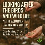 🎧 🌿 Looking After the Birds and Wildlife at the Allotment Garden This Winter | Gardening Tips & Advice Podcast 🌿