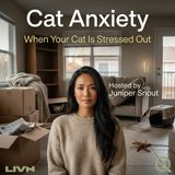 Cat Anxiety - The Calm Cat Toolkit