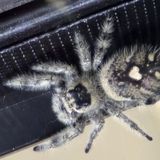 Visiting Fear Not Tarantulas in Virginia Beach: A Local Shop for Spider Supplies, Enclosures & Feeders