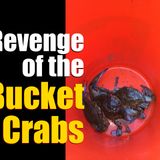 The Revenge of the Bucket Crabs – Holding Your Mindset Back?