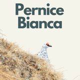 167 - Fuori Traccia: Pernice Bianca