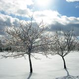 "Diamond in The Trees"-  A Message From the Sovereign Grand Commander