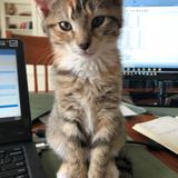 Kitten Stolen From MSPCA In Methuen