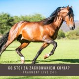 Co stoi za zachowaniem konia - fragment live 241