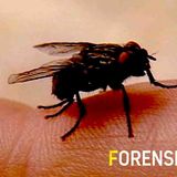 Forensic Files -Southside Strangler - (In HD)