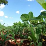 Tracciare la soia per fermare la deforestazione con la chimica e l'AI