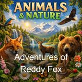 Adventures of Reddy Fox - Thornton W Burgess