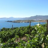Mediterranis