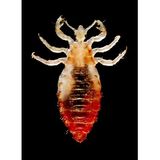 Survival Medicine Podcast: Hypothermia, Pest Infestations, Respiratory Infection