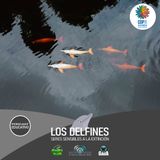 NUESTRO OXÍGENO Los delfines seres sensibles a la extinción