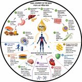 EP- 267|PUFA Explained: What Happens Inside Your Body After Every Bite? | PUFA খাওয়ার পর শরীরে কী ঘটে?| wellness podcast