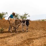 Niger : des pratiques traditionnelles pour préserver l’agriculture