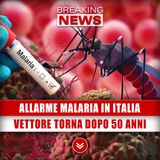 Allarme Malaria In Italia: Zanzara Vettore Torna Dopo 50 Anni! 