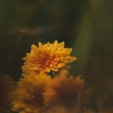 Marriage Survival After Betrayal