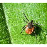 #353 Survival Medicine Hour: CBD oil, Lyme Disease, Birthing Supplies, More