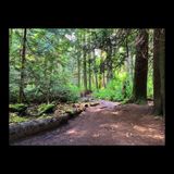 Looking for the 'lost tree'