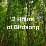 No Ads – 2 Hours of Birdsong in a Forest Canopy _ Gentle Nature Sounds for Rest_ Focus _ Sleep