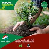 NUESTRO OXÍGENO Bosque Coomeva, alianza efectiva para siembra y restauración ecológica