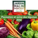 Réussir ses plantations d’été au potager : conseils, astuces et erreurs à éviter