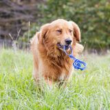 Episode 1: Goldscheins Goldens — The Heart of the Homestead