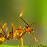 Salute e rese agricole le formiche meglio dei pesticidi