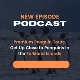 Premium Penguin Tours_ Get Up Close to Penguins in the Falkland Islands