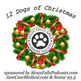 12 Dogs Of Christmas Day 2 Leia (Dec 13)