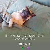 104 - Il cane si deve stancare: luoghi comuni.