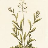 Show 226: Saxifrage, Shepherd's Purse and Orange