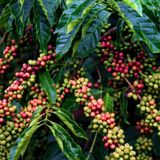 Café conilon: preços firmes e logística expandida no ES | BBcast Agro – 03/12/2025
