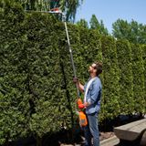 Trim Time When Should You Actually Cut Your Hedge