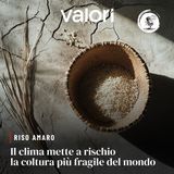 Riso amaro: Ii clima che mette a rischio la coltura più fragile del mondo