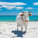 Berchida, l’incanto mediterraneo che risveglia l’anima