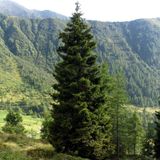Abete Rosso - Picea abies